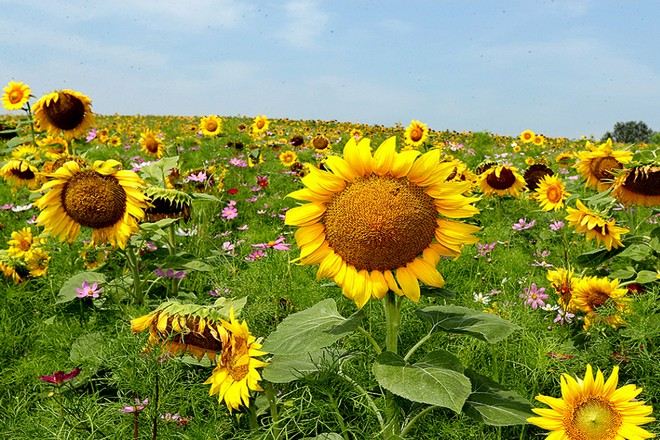 ANSEONG FARMLAND安城農園