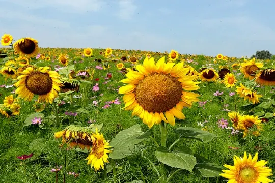 ANSEONG FARMLAND安城農園