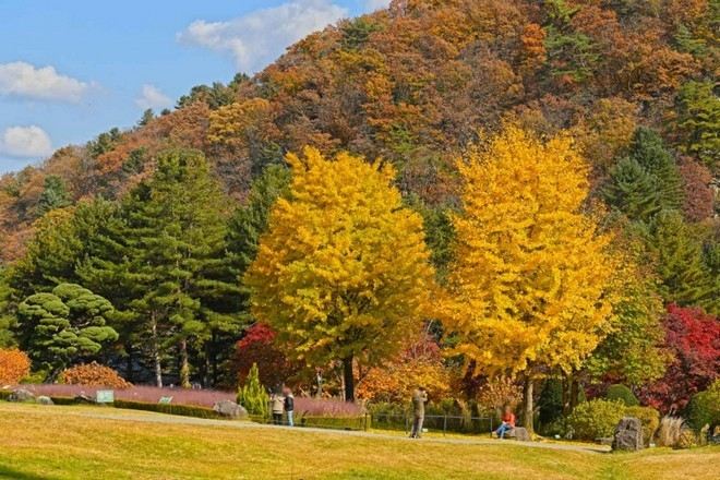 晨靜樹木園秋季