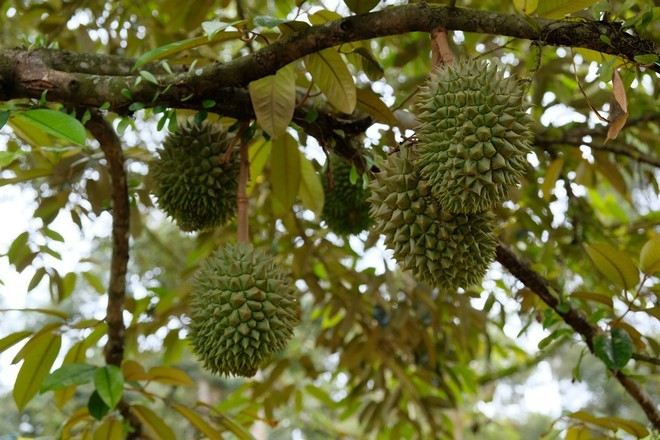 任食馬來西亞各種榴槤