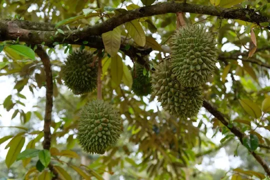 任食馬來西亞各種榴槤