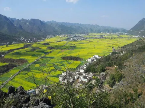 萬峰林油菜花田