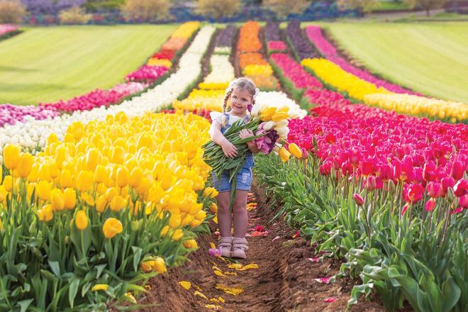 墨爾本鬱金香節