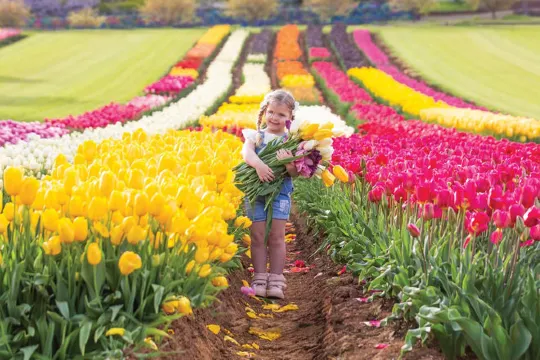 墨爾本鬱金香節