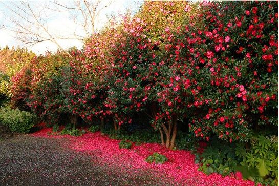 CamelliaHill山茶花之丘