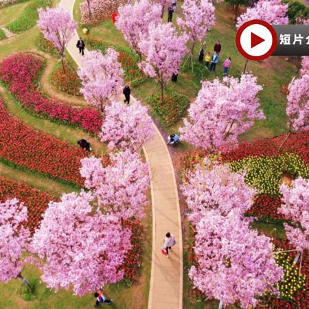 季節限定: 🌸春遊江西三大賞花勝地🌸5天純玩高鐵團 《世界文化遺產》廬山(重本包環保車、索道深度遊西線+東線)、鳳凰溝櫻花谷、篁嶺梯田油菜花、馬蘭圩花海公園油菜花/漁舟灣濕地木繡球花、景德鎮古窯