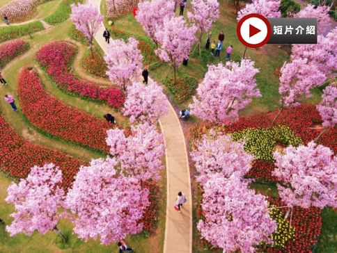 季節限定: 🌸春遊江西三大賞花勝地🌸5天純玩高鐵團 《世界文化遺產》廬山(重本包環保車、索道深度遊西線+東線)、鳳凰溝櫻花谷、篁嶺梯田油菜花、馬蘭圩花海公園油菜花/漁舟灣濕地木繡球花、景德鎮古窯