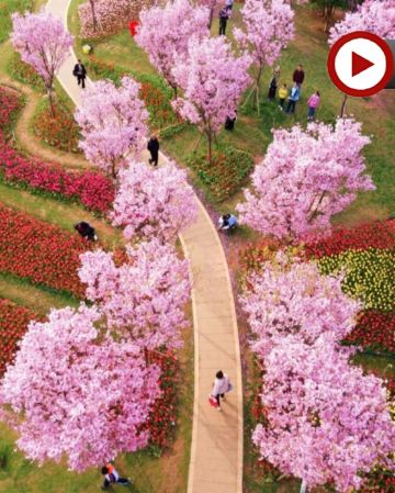 季節限定: 🌸春遊江西三大賞花勝地🌸5天純玩高鐵團 《世界文化遺產》廬山(重本包環保車、索道深度遊西線+東線)、鳳凰溝櫻花谷、篁嶺梯田油菜花、馬蘭圩花海公園油菜花/漁舟灣濕地木繡球花、景德鎮古窯