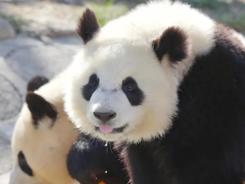 秦嶺四寶科學公園