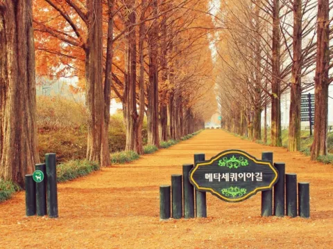 潭陽水杉林蔭大道