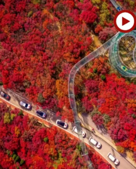 《季節限定》【國泰航空】🍁 秋韻齊魯~山東紅葉賞秋🍁5天升純團  青島(八大關🍁、啤酒博物館)、淄博(紅葉柿岩景區🍁)、泰安(五嶽之首~泰山)、濟南(紅葉谷生態文化旅遊區🍁)