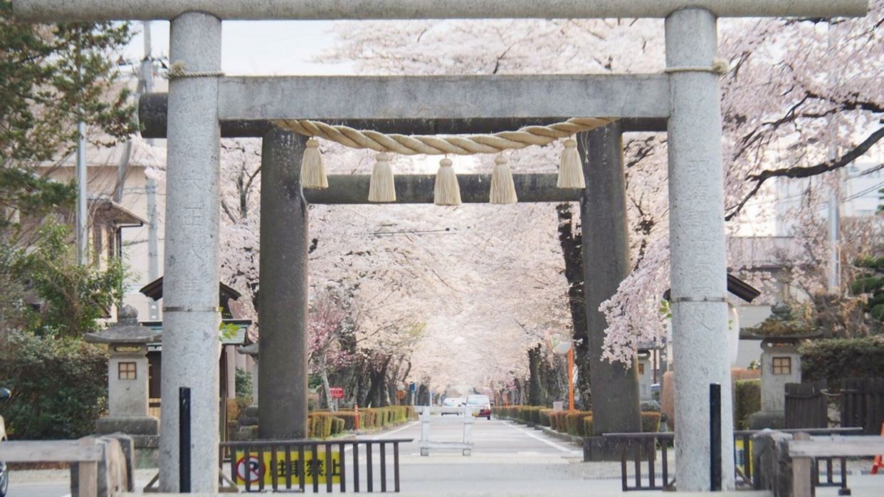 那須 乃木神社參道之櫻