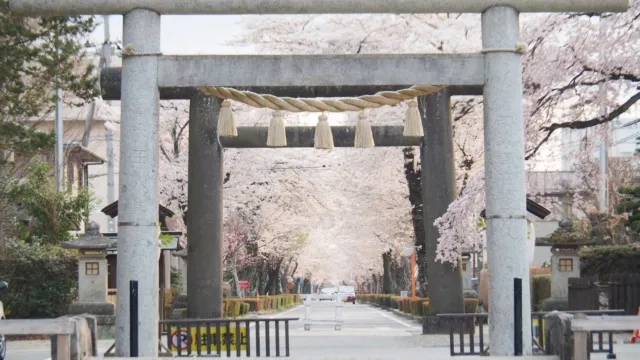 那須 乃木神社參道之櫻