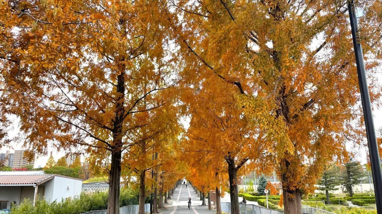 花博紀念公園鶴見綠地_秋