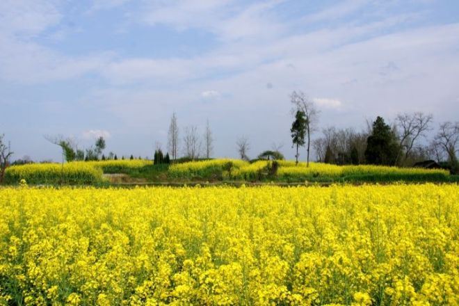 油菜花基地
