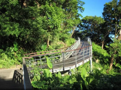 觀音山林梢步道