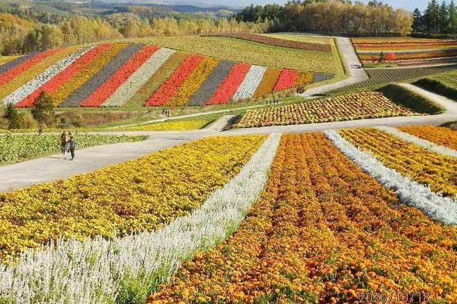 美瑛四季彩之丘