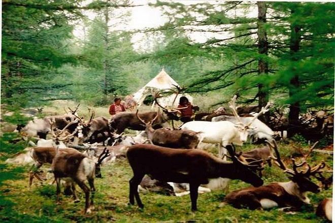 敖魯古雅使鹿部落