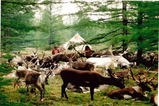 敖魯古雅使鹿部落