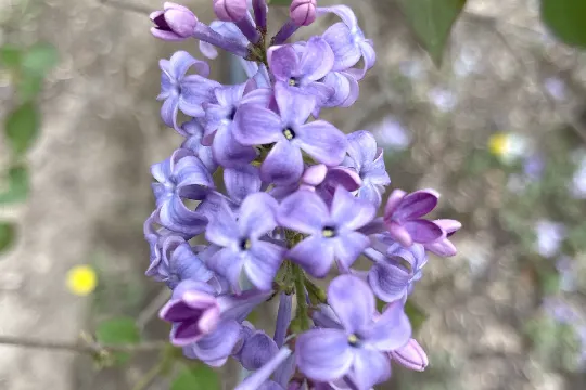 奧林匹克森林公園