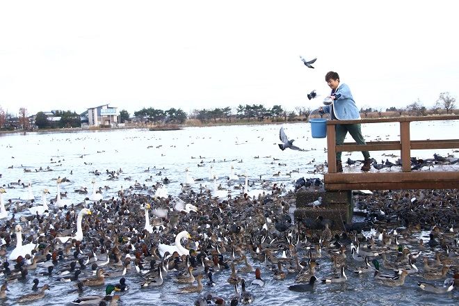 白鳥瓢湖
