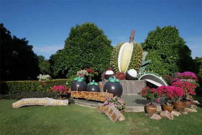 羅勇 水果園 Suphatta Land