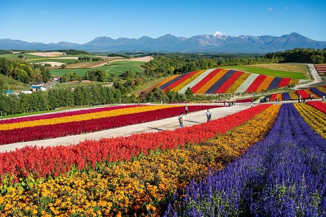 美瑛四季彩之丘
