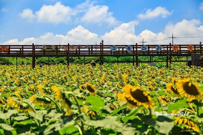金京淑農場(賞向日葵)