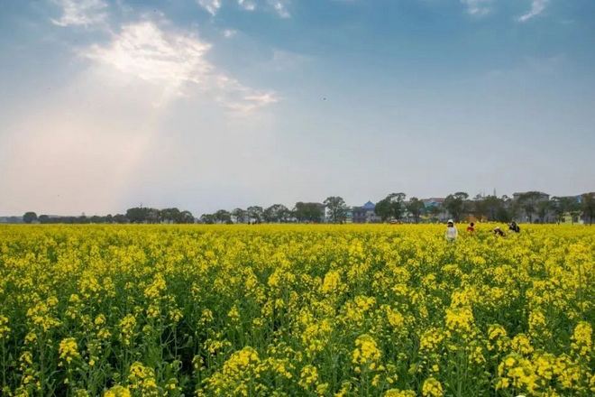 鼎湖油菜花海5