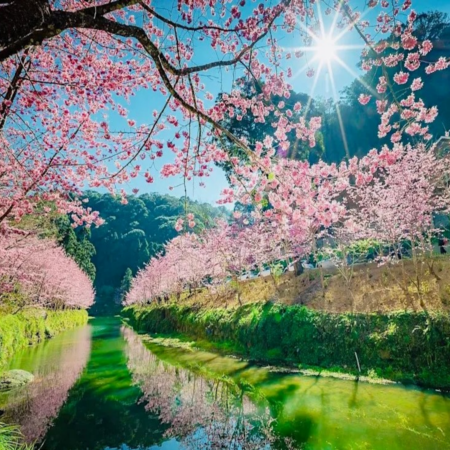 南投+台中+台北 5天賞花之旅  松林町妖怪村、溪頭森林樂園、日月潭國家風景區(包遊湖船)、伊達邵老街、文武廟、扇形車庫園區、八卦山大佛風景區、審計新村、松山文創園區、寧夏夜市、中正紀念堂、西門町