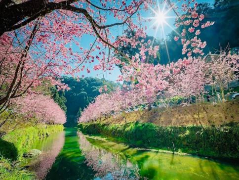 南投+台中+台北 5天賞花之旅  松林町妖怪村、溪頭森林樂園、日月潭國家風景區(包遊湖船)、伊達邵老街、文武廟、扇形車庫園區、八卦山大佛風景區、審計新村、松山文創園區、寧夏夜市、中正紀念堂、西門町