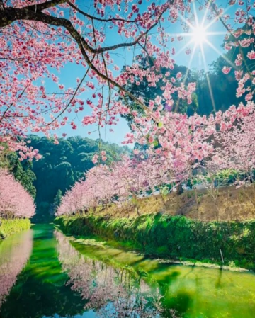 南投+台中+台北 5天賞花之旅  松林町妖怪村、溪頭、日月潭 (包遊湖船)、伊達邵老街、扇形車庫園、八卦山大佛、審計新村  *再減-$160憑指定中銀咭推廣碼【BOC160A3】