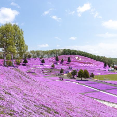 北海道 春の富良野、美瑛7天美景之旅  美瑛の青池、白鬚瀑布、富田花園、層雲峽(大雪山國立公園、夫妻瀑布)、旭山動物園、三國峠展望台+Naitai高原牧場/東藻琴芝櫻公園