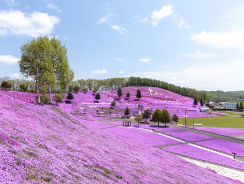 北海道 春の富良野、美瑛7天美景之旅  美瑛の青池、白鬚瀑布、富田花園、層雲峽(大雪山國立公園、夫妻瀑布)、旭山動物園、三國峠展望台+Naitai高原牧場/東藻琴芝櫻公園