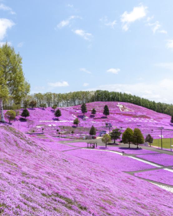北海道 春の富良野、美瑛7天美景之旅  美瑛の青池、白鬚瀑布、富田花園、層雲峽(大雪山國立公園、夫妻瀑布)、旭山動物園、三國峠展望台+Naitai高原牧場/東藻琴芝櫻公園