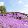 北海道 春の富良野、美瑛7天美景之旅  美瑛の青池、白鬚瀑布、富田花園、層雲峽(大雪山國立公園、夫妻瀑布)、旭山動物園、三國峠展望台+Naitai高原牧場/東藻琴芝櫻公園