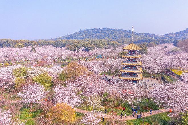 武漢東湖櫻花園