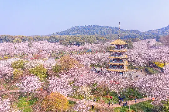 武漢東湖櫻花園