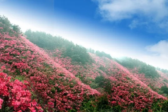 杜鵑花海