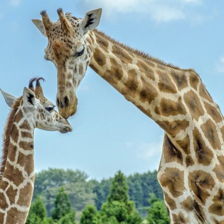 九州の夏 6天賞花溫泉之旅   九州自然動物公園非洲 Safari體驗、「日本三大名城」熊本城、由布院溫泉街、稻佐山展望台(乘玻璃列車)、1天自由活動