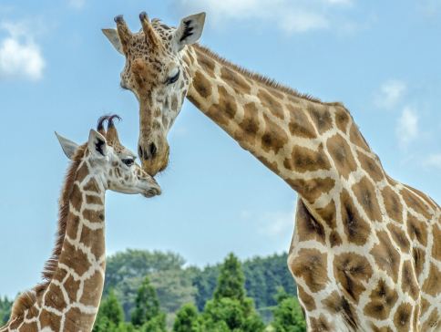 九州の夏 6天賞花溫泉之旅   九州自然動物公園非洲 Safari體驗、「日本三大名城」熊本城、由布院溫泉街、稻佐山展望台(乘玻璃列車)、1天自由活動