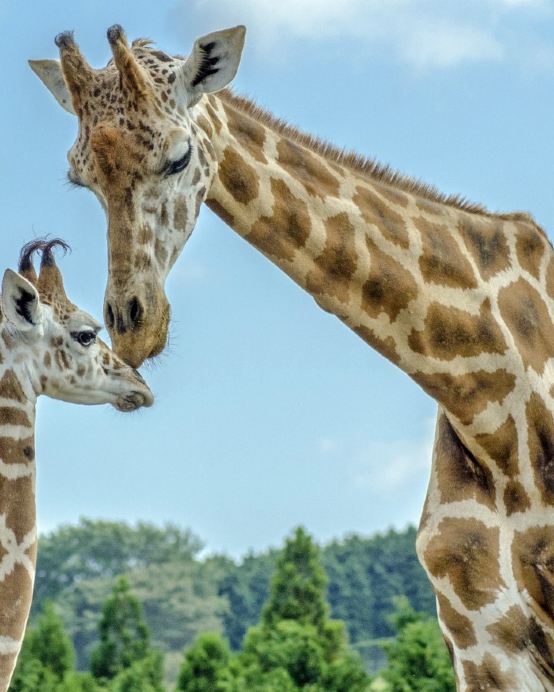 九州の夏 6天賞花溫泉之旅   九州自然動物公園非洲 Safari體驗、「日本三大名城」熊本城、由布院溫泉街、稻佐山展望台(乘玻璃列車)、1天自由活動
