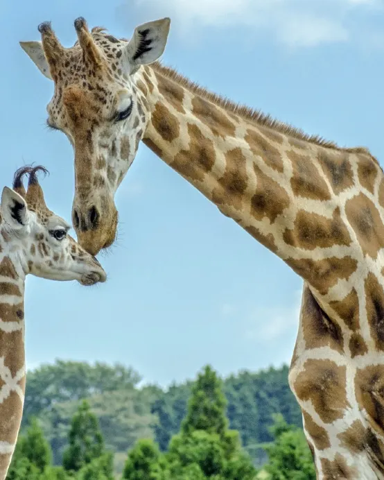 九州の夏 6天賞花溫泉之旅   九州自然動物公園非洲 Safari體驗、「日本三大名城」熊本城、由布院溫泉街、稻佐山展望台(乘玻璃列車)、1天自由活動