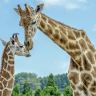 九州の夏 6天賞花溫泉之旅   九州自然動物公園非洲 Safari體驗、「日本三大名城」熊本城、由布院溫泉街、稻佐山展望台(乘玻璃列車)、1天自由活動