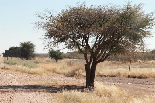 卡拉哈里沙漠盆地