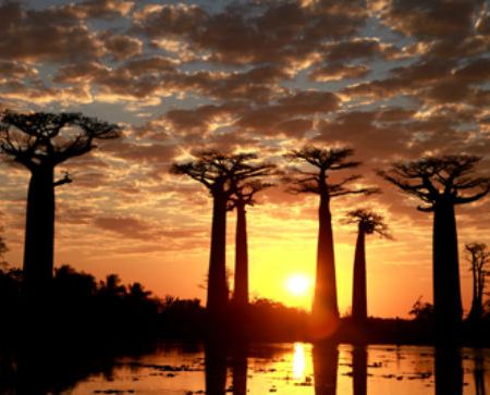 【稅項全包】馬達加斯加(安塔那那利彿、穆隆達瓦、貝庫帕卡) 8天生態之旅