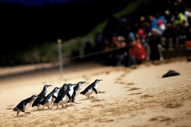 夜觀神仙企鵝回巢