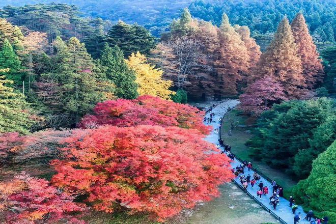 廬山植物園秋景