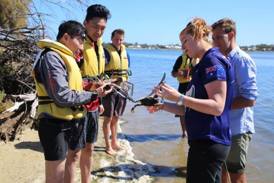 捕捉藍色瑪拿螃蟹之旅