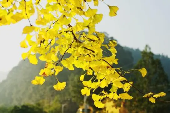 南雄帽子峰林場